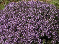 Thymus camphoratus 8, Saxifraga-Willem van Kruijsbergen