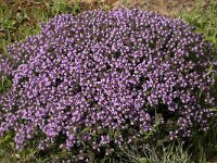 Thymus camphoratus 9, Saxifraga-Willem van Kruijsbergen