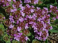 Thymus capitatus 2, Saxifraga-Hans Grotenhuis