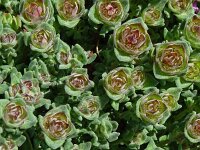 Thymus capitatus 3, Saxifraga-Hans Grotenhuis