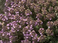 Thymus doerfleri 2, Saxifraga-Jan van der Straaten