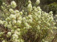 Thymus mastichina 7, Saxifraga-Ed Stikvoort