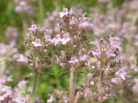 Thymus pannonicus 2, Saxifraga-Jan Willem Jongepier