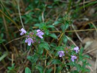 Thymus pulegioides 11, Grote tijm, Saxifraga-Ed Stikvoort