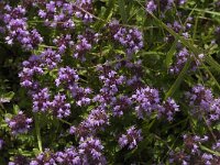 Thymus pulegioides 13, Grote tijm, Saxifraga-Jan van der Straaten