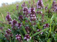 Thymus pulegioides 14, Grote tijm, Saxifraga-Ed Stikvoort