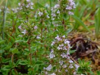 Thymus pulegioides 16, Grote tijm, Saxifraga-Ed Stikvoort