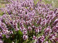 Thymus pulegioides 19, Grote tijm, Saxifraga-Peter Meininger