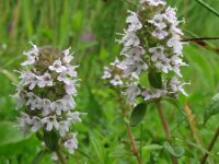 Thymus pulegioides 2, Grote tijm, Saxifraga-Rutger Barendse