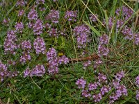 Thymus pulegioides 5, Grote tijm, Saxifraga-Kees Marijnissen