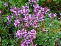 Thymus pulegioides 10, Grote tijm, Saxifraga-Ed Stikvoort