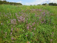 Thymus pulegioides 12, Grote tijm, Saxifraga-Ed Stikvoort
