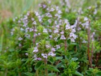 Thymus pulegioides 15, Grote tijm, Saxifraga-Ed Stikvoort