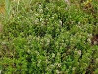 Thymus pulegioides 17, Grote tijm, Saxifraga-Ed Stikvoort