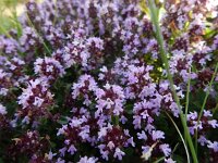 Thymus pulegioides 18, Grote tijm, Saxifraga-Peter Meininger