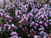 Thymus pulegioides 20, Grote tijm, Saxifraga-Peter Meininger