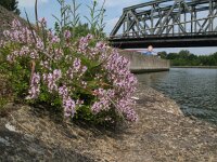 Thymus pulegioides 6, Grote tijm, Saxifraga-Rutger Barendse