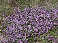 Thymus pulegioides 7, Grote tijm, Saxifraga-Peter Meininger