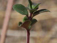 Thymus pulegioides 8, Grote tijm, Saxifraga-Rutger Barendse