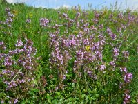 Thymus pulegioides 9, Grote tijm, Saxifraga-Ed Stikvoort