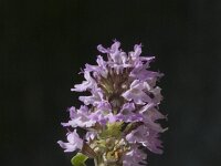 Thymus pulegioides ssp. pulegioides 3, Grote tijm, Saxifraga-Jan van der Straaten