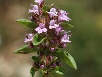 Thymus pulegioides ssp. pulegioides 4, Grote tijm, Saxifraga-Marijke Verhagen