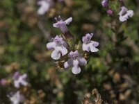 Thymus serpylloides 11, Saxifraga-Willem van Kruijsbergen