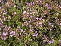 Thymus serpylloides 2, Saxifraga-Jan van der Straaten