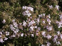 Thymus serpylloides 5, Saxifraga-Jan van der Straaten