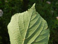 Tilia cordata 2, Winterlinde, Saxifraga-Rutger Barendse
