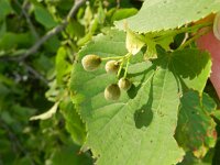 Tilia cordata 3, Winterlinde, Saxifraga-Rutger Barendse