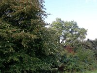 Tilia cordata 4, Winterlinde, Saxifraga-Hans Boll