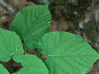 Tilia tomentosa 2, Saxifraga-Jan van der Straaten