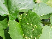 Tilia tomentosa 3, Saxifraga-Rutger Barendse