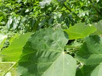 Tilia tomentosa 4, Saxifraga-Rutger Barendse