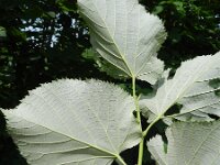 Tilia tomentosa 5, Saxifraga-Rutger Barendse