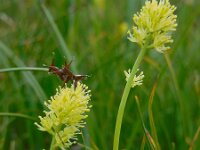 Tofieldia calyculata 10, Saxifraga-Ed Stikvoort