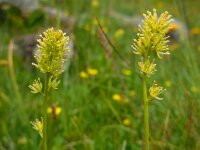 Tofieldia calyculata 11, Saxifraga-Ed Stikvoort