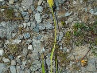 Tofieldia calyculata 12, Saxifraga-Ed Stikvoort