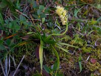 Tofieldia calyculata 13, Saxifraga-Ed Stikvoort