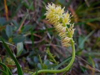 Tofieldia calyculata 14, Saxifraga-Ed Stikvoort