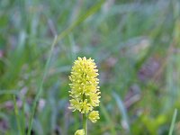 Tofieldia calyculata 15, Saxifraga-Jeroen Willemsen