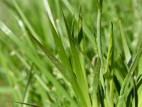 Tofieldia calyculata 17, Saxifraga-Sonja Bouwman  Alpine asphodel - Tofieldia calyculata - Tofieldiaceae familie