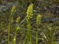Tofieldia calyculata 2, Saxifraga-Marijke Verhagen