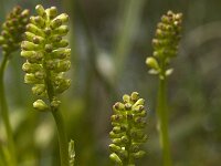 Tofieldia calyculata 3, Saxifraga-Marijke Verhagen