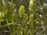 Tofieldia calyculata 4, Saxifraga-Marijke Verhagen