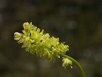 Tofieldia calyculata 5, Saxifraga-Marijke Verhagen