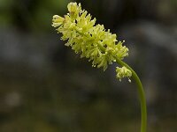 Tofieldia calyculata 6, Saxifraga-Marijke Verhagen
