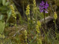 Tofieldia calyculata 7, Saxifraga-Willem van Kruijsbergen
