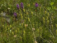 Tofieldia calyculata 8, Saxifraga-Willem van Kruijsbergen